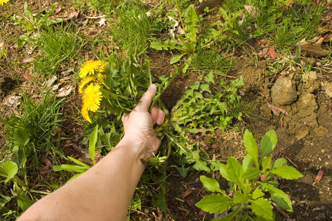 pull weed dreamstime_xs_740854